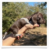 Ebony's AKC & CKC Short Hair Solid Chocolate Piebald Male (Solid Face) Miniature Dachshund Puppy