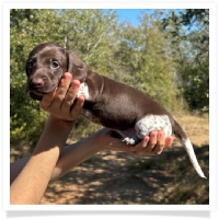 Ebony's AKC & CKC Short Hair Solid Chocolate Piebald Male (Solid Face) Miniature Dachshund Puppy