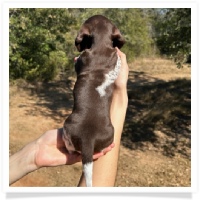 Ebony's AKC & CKC Short Hair Solid Chocolate Piebald Male (Solid Face) Miniature Dachshund Puppy