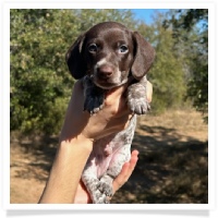 Ebony's AKC & CKC Short Hair Solid Chocolate Piebald Male (White Muzzle) Miniature Dachshund Puppy