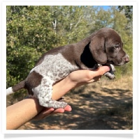 Ebony's AKC & CKC Short Hair Solid Chocolate Piebald Male (White Muzzle) Miniature Dachshund Puppy