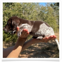 Ebony's AKC & CKC Short Hair Solid Chocolate Piebald Male (White Muzzle) Miniature Dachshund Puppy