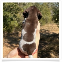 Ebony's AKC & CKC Short Hair Solid Chocolate Piebald Male (White Muzzle) Miniature Dachshund Puppy