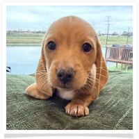 Luna's Light Red Male Miniature Dachshund Puppy