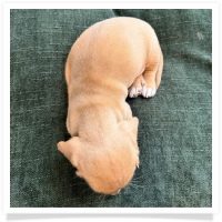 Luna's Light Red Male Miniature Dachshund Puppy