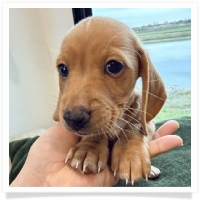 Luna's Light Red Male Miniature Dachshund Puppy