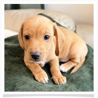 Luna's Light Red Male Miniature Dachshund Puppy