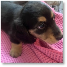 Black and Tan longhair dachshund puppy