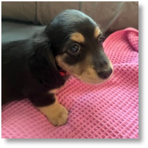 Black and Tan longhair dachshund puppy