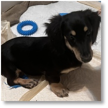 Black and Tan longhair female dachshund puppy