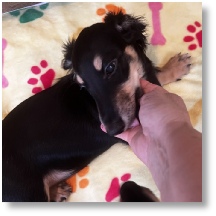 Black and Tan longhair female dachshund puppy