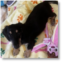 Black and Tan longhair female dachshund puppy