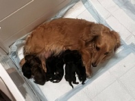 Sasha's Litter - Call Bill at 281-352-1836 for more information