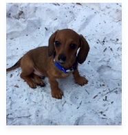 Joey Walker Red the Red Miniature Dachshund in His Happy Home!