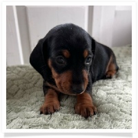 Luna's Black & Tan Short Hair Female Miniature Dachshund Puppy