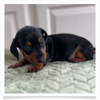 Luna's Black & Tan Short Hair Female Miniature Dachshund Puppy