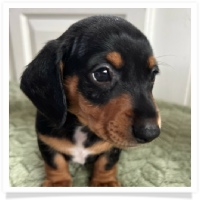 Luna's Black & Tan Short Hair Male Miniature Dachshund Puppy