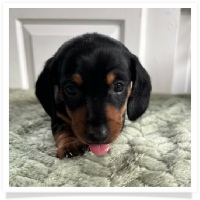 Luna's Black & Tan Short Hair Male Miniature Dachshund Puppy