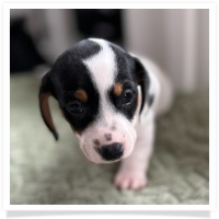 Luna's Black & Tan Piebald Short Hair Female Miniature Dachshund Puppy