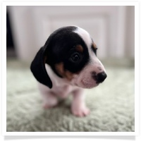 Luna's Black & Tan Piebald Short Hair Female Miniature Dachshund Puppy