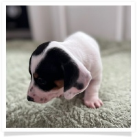 Luna's Black & Tan Piebald Short Hair Female Miniature Dachshund Puppy