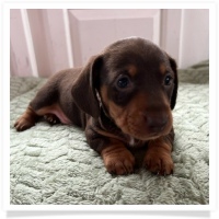 Luna's Chocolate & Tan Short Hair Male Miniature Dachshund Puppy