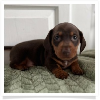 Luna's Chocolate & Tan Short Hair Male Miniature Dachshund Puppy