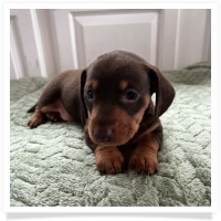 Luna's Chocolate & Tan Short Hair Male Miniature Dachshund Puppy