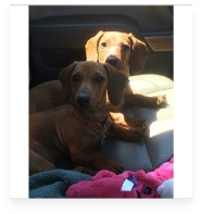 Maddie & Morgan the Red Miniature Dachshund in Their Happy Home!