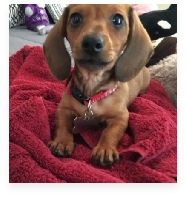 Papy the Red Miniature Dachshund in His Happy Home!