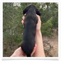 Pepper's CKC Solid Black Short Hair Female Miniature Dachshund Puppy