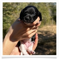 Pepper's CKC Solid Black Piebald Short Hair Female Miniature Dachshund Puppy