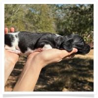 Pepper's CKC Solid Black Piebald Short Hair Female Miniature Dachshund Puppy