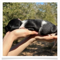 Pepper's CKC Solid Black Piebald Short Hair Female Miniature Dachshund Puppy