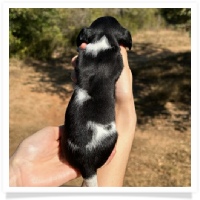 Pepper's CKC Solid Black Piebald Short Hair Female Miniature Dachshund Puppy