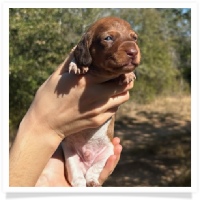 Pepper's CKC Chocolate Based Red Piebald Short Hair Male Miniature Dachshund Puppy