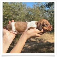 Pepper's CKC Chocolate Based Red Piebald Short Hair Male Miniature Dachshund Puppy