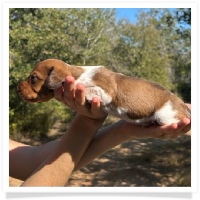 Pepper's CKC Chocolate Based Red Piebald Short Hair Male Miniature Dachshund Puppy