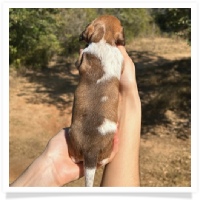 Pepper's CKC Chocolate Based Red Piebald Short Hair Male Miniature Dachshund Puppy