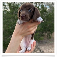 Pepper's CKC Chocolate Piebald Short Hair Female Miniature Dachshund Puppy