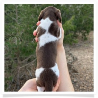 Pepper's CKC Chocolate Piebald Short Hair Female Miniature Dachshund Puppy