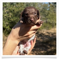 Pepper's CKC Solid Chocolate Piebald Short Hair Male Miniature Dachshund Puppy