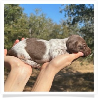 Pepper's CKC Solid Chocolate Piebald Short Hair Male Miniature Dachshund Puppy