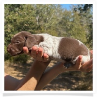 Pepper's CKC Solid Chocolate Piebald Short Hair Male Miniature Dachshund Puppy