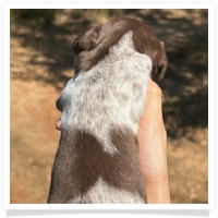 Pepper's CKC Solid Chocolate Piebald Short Hair Male Miniature Dachshund Puppy