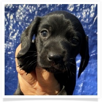 Queen's Solid Black Short Hair Male Miniature Dachshund Puppy