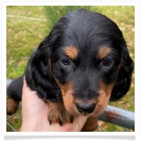 Queen's Black & Tan Long Hair Male Miniature Dachshund Puppy