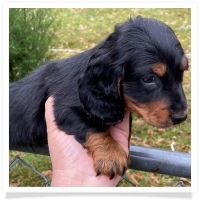 Queen's Black & Tan Long Hair Male Miniature Dachshund Puppy