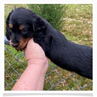 Queen's Black & Tan Long Hair Male Miniature Dachshund Puppy