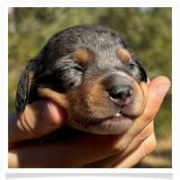 Shortcake's CKC Black and Tan Dapple Piebald Female Miniature Dachshund Puppy